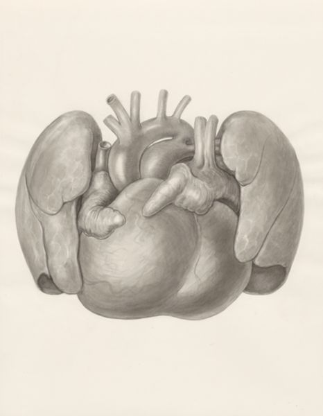 H.G Wetselaar, Heart and adjacent organs