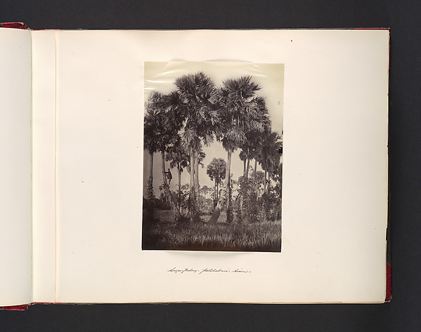John Thomson, Sugar-Palms Petchaburi Siam