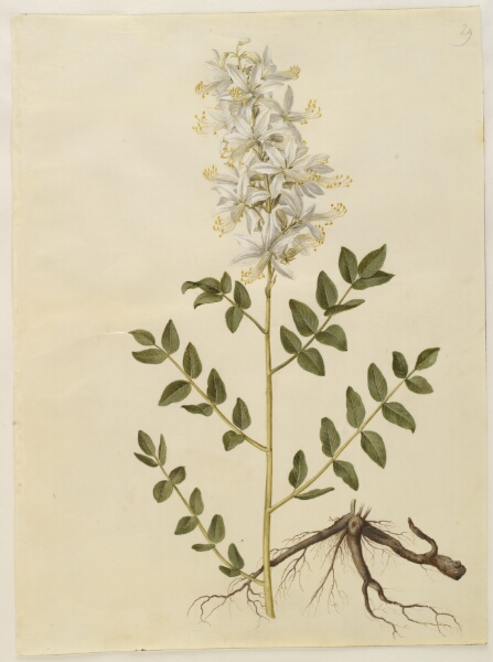 Hans Simon Holtzbecker, Dictamnus albus (hvid diktam)