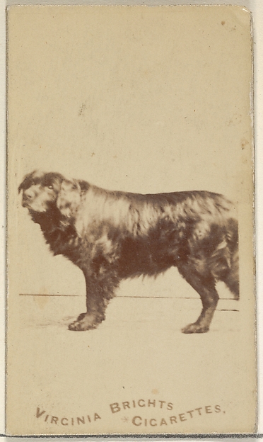 Allen & Ginter, From the Dogs series (N47) for Virginia Brights Cigarettes