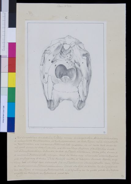 M Houtman, Animals: skull of calf with two heads