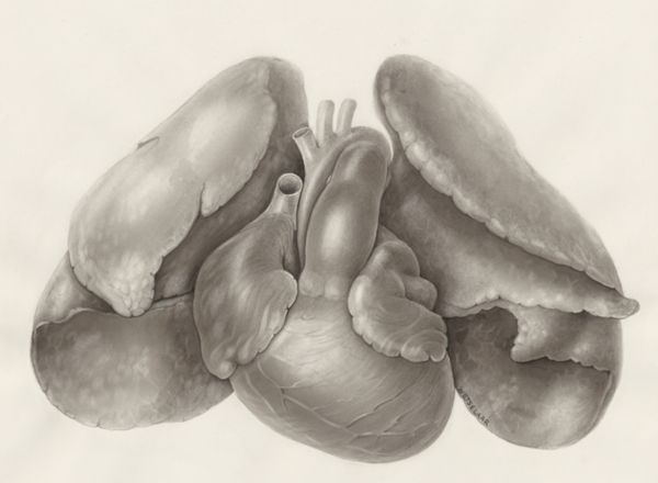 H.G Wetselaar, Heart and adjacent organs