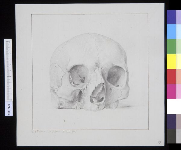 M Houtman, Skull