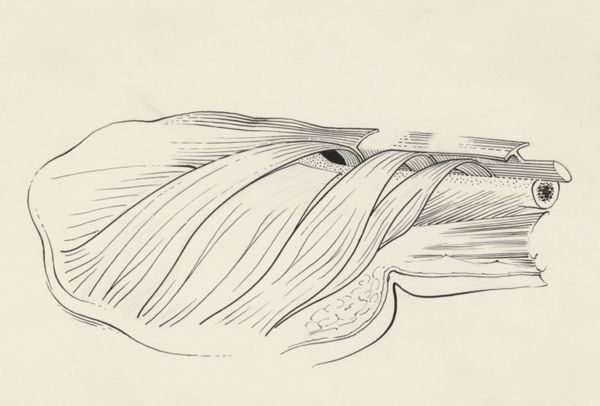 J Tinkelenberg, Musculoskeletal system of the lower extremity