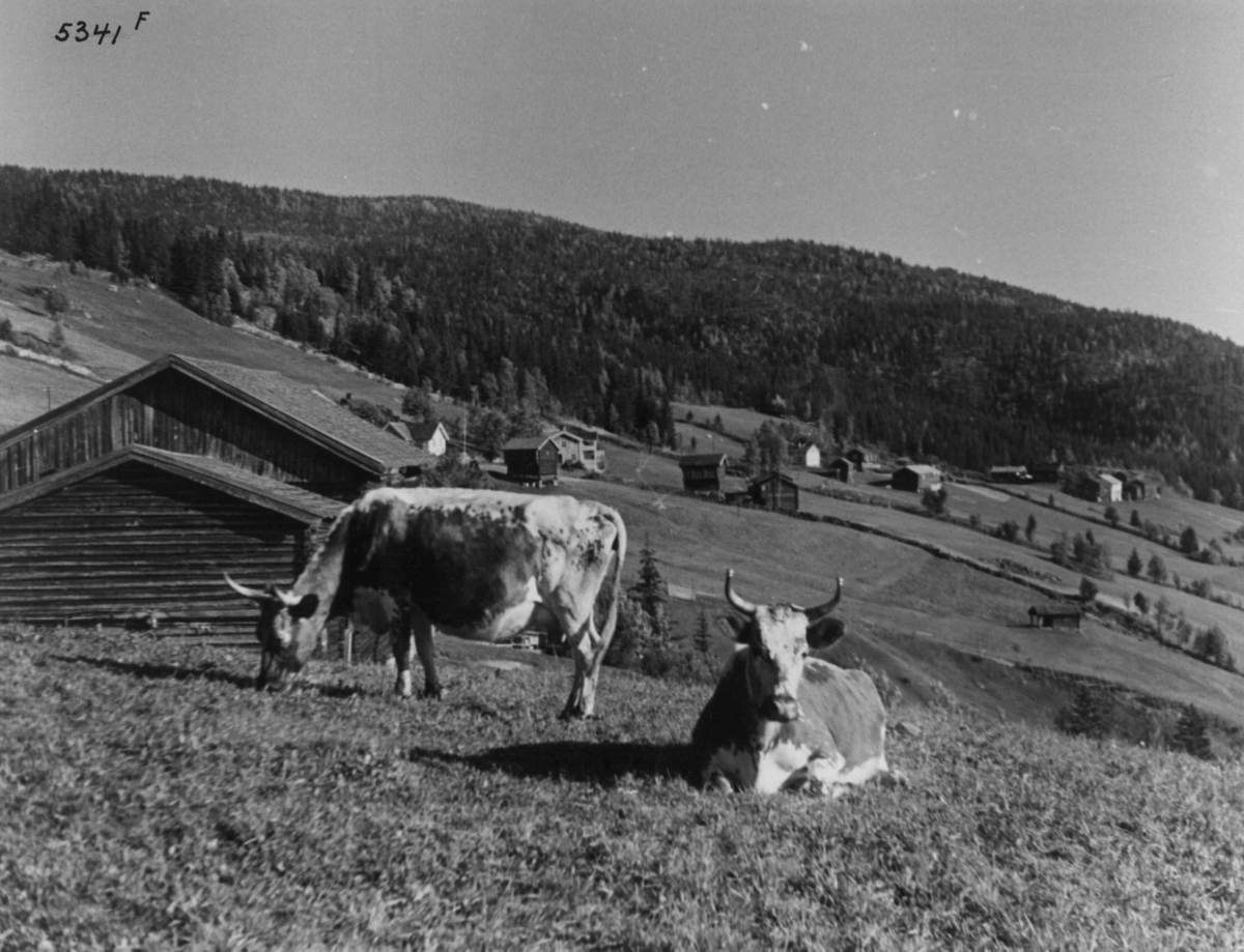 Anders Beer Wilse, Landbruk, Husdyrhold