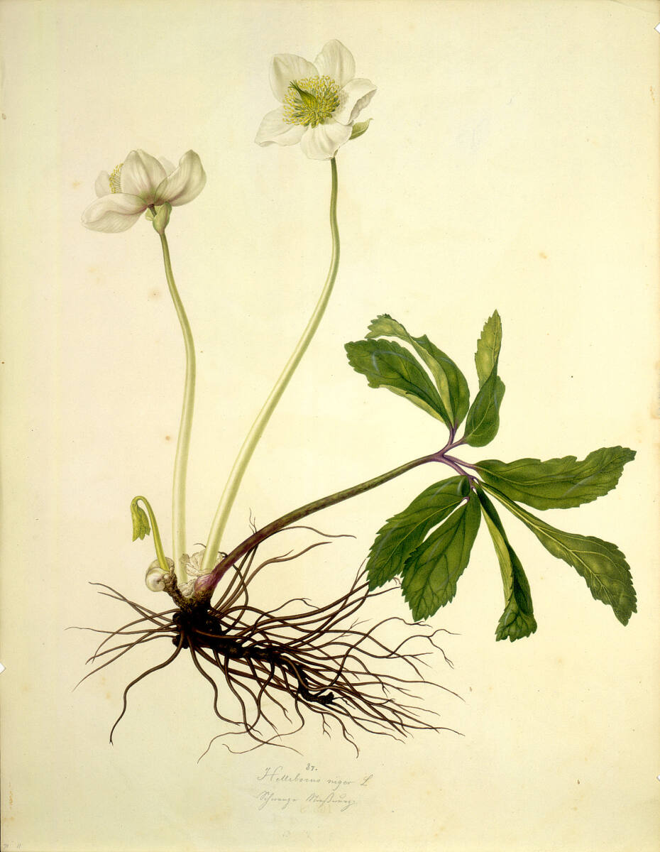 AugustRokert, Helleborus niger L - Schneerose