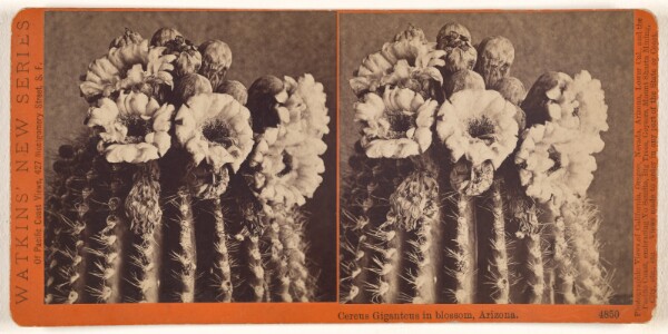 Carleton Watkins, Cereus Giganteus in Blossom, Arizona