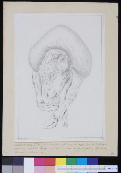 M. Houtman, Calf with lordosis