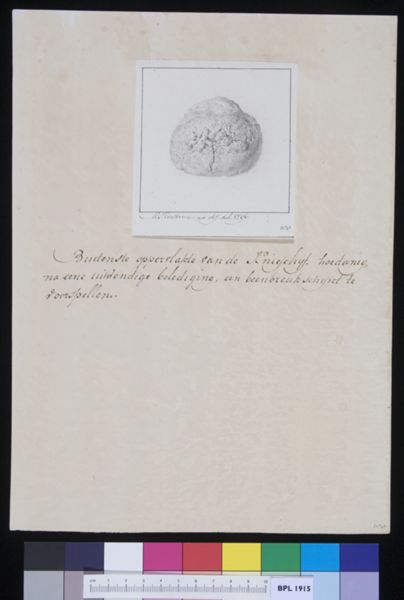 M. Houtman, Patella