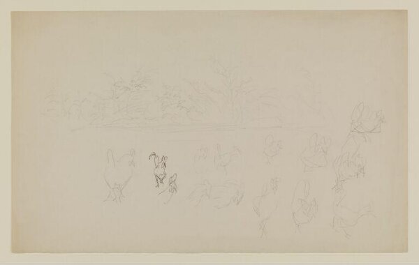 Potter, Beatrix, drawing