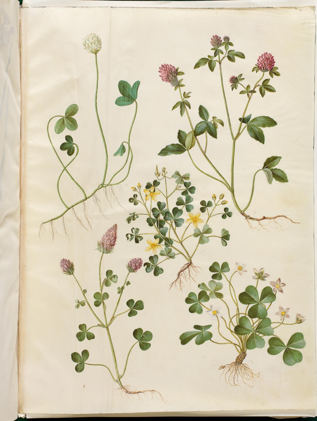 Hans Simon Holtzbecker, Trifolium repens (hvid-kløver); Trifolium pratense (rød-kløver); Oxalis corniculata (nedliggende surkløver); Trifolium incarnatum (blod-kløver); Oxalis acetosella (skovsyre)