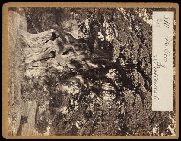 Francis Frith, Photograph