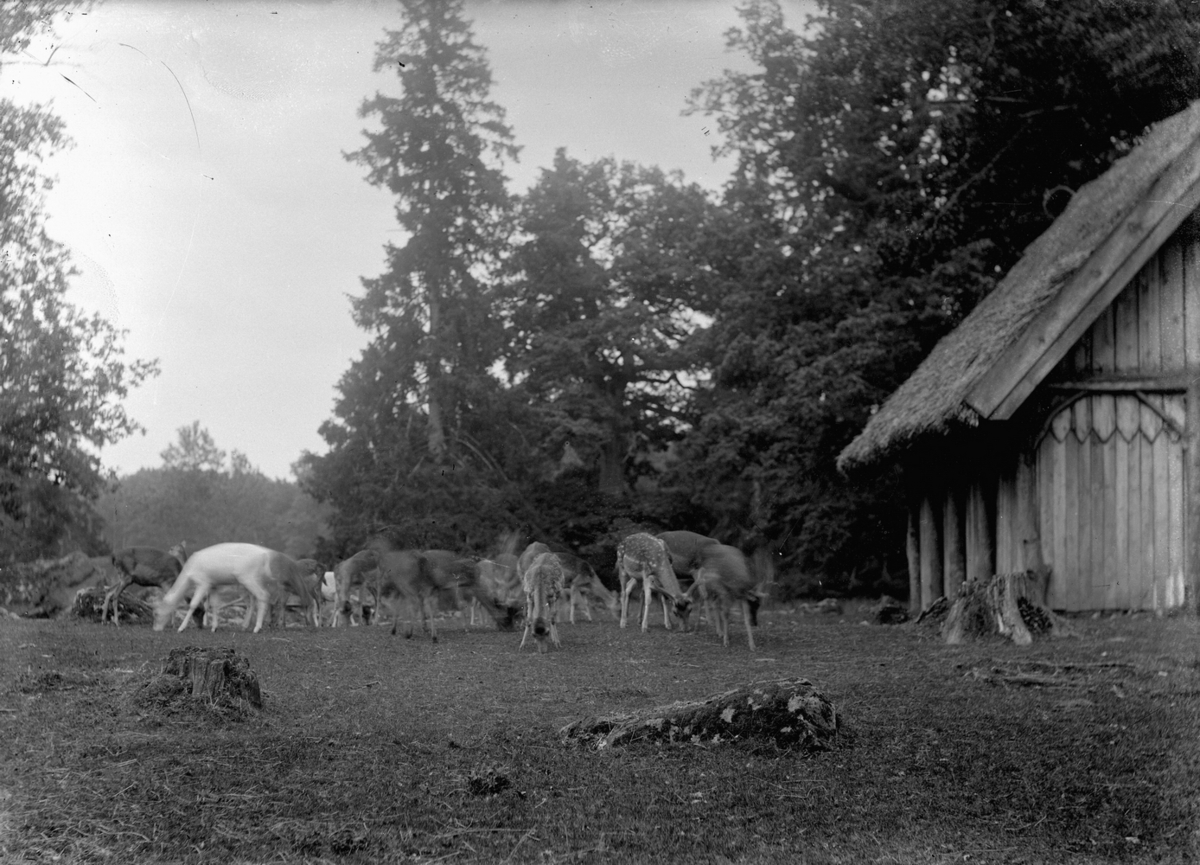 Gustaf Ferdinand Hallberg, Älg och rådjur.