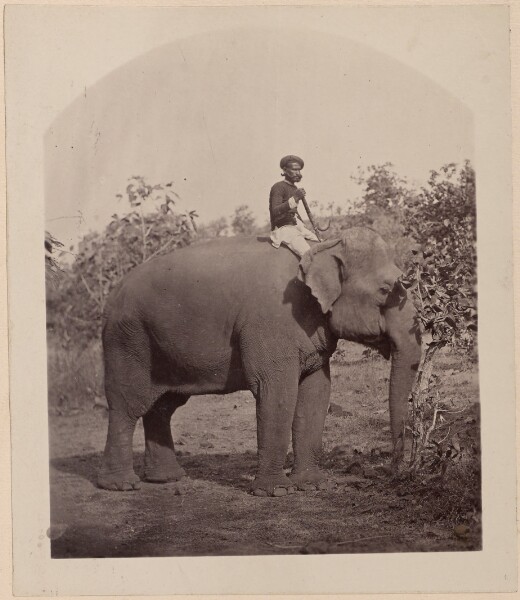 Unknown, [Man on Elephant]
