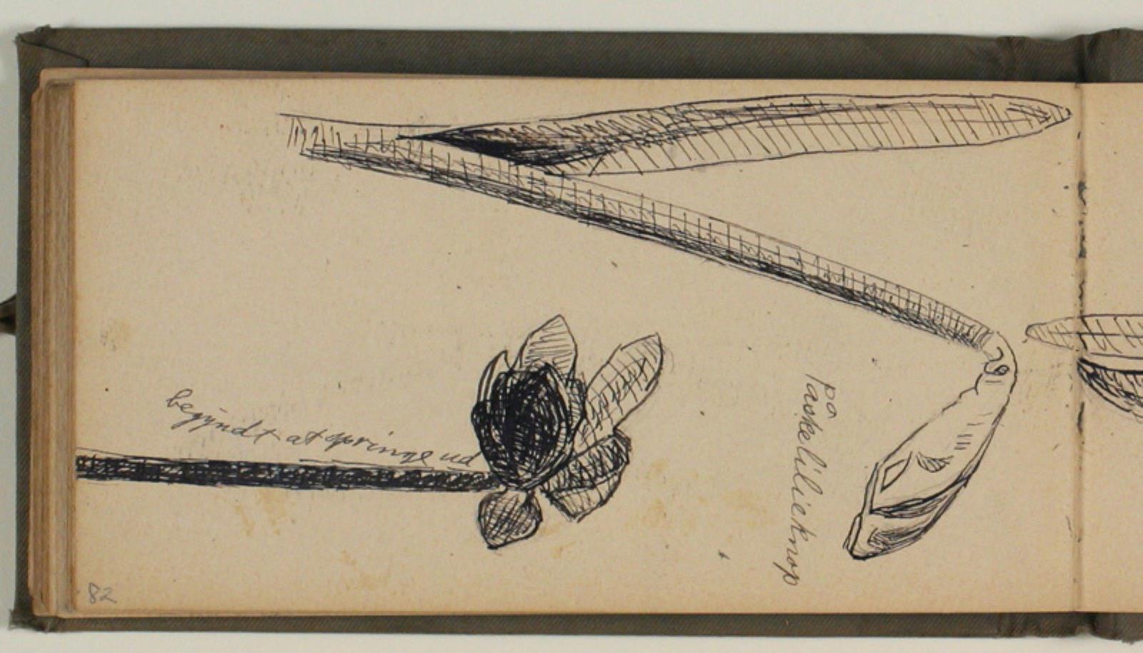 Niels Larsen Stevns, Studier af blomster, bl.a. påskelilje, med artsangivelser