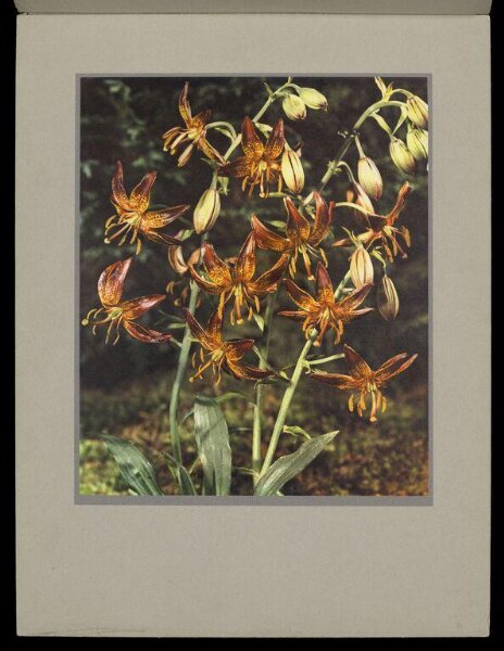 Hinde, John Wilfrid, Tigerlilies, Lilium Dalhansoni