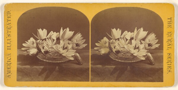 Unknown, [Basket of flowers]