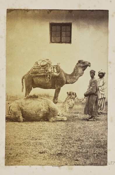 Unknown, [Two camels with their handlers]