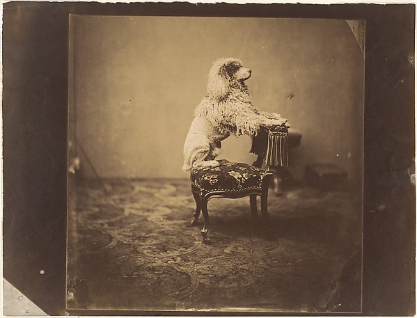 André-Adolphe-Eugène Disdéri, [Empress Eugénie's Poodle]
