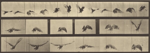 Eadweard J. Muybridge, Animal Locomotion
