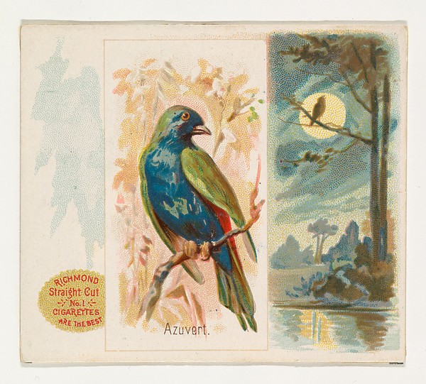 Allen & Ginter, Azuvert, from the Song Birds of the World series (N42) for Allen & Ginter Cigarettes