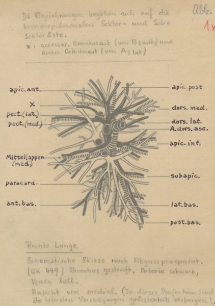 J Tinkelenberg, Bronchi