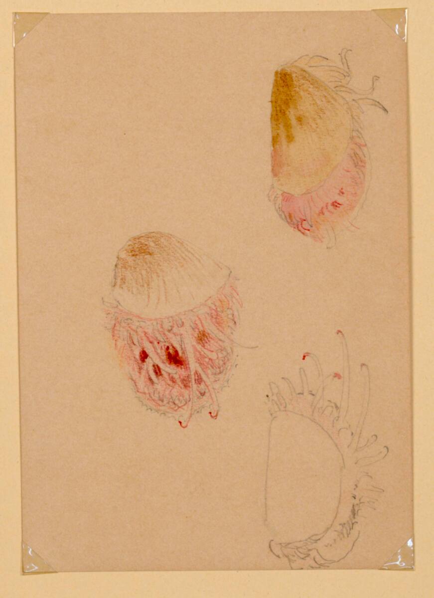MarieLippert-Hoerner, Drei Muscheln