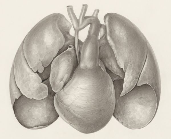 H.G Wetselaar, Heart and adjacent organs