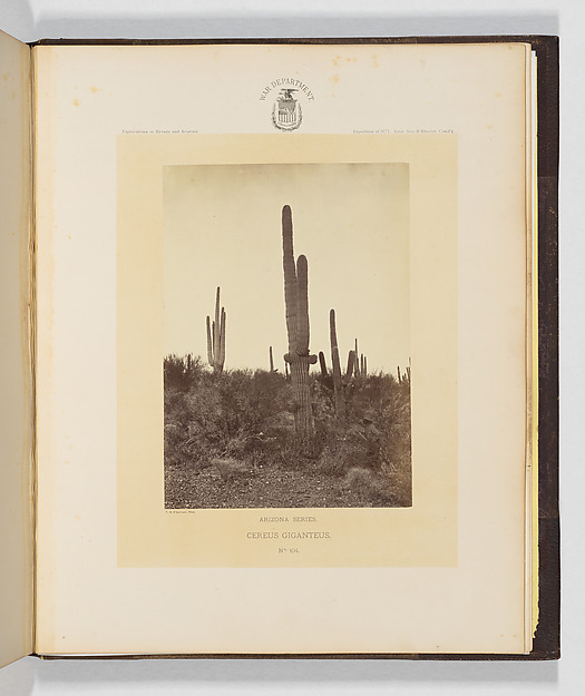Timothy H. O'Sullivan, Cereus Giganteus