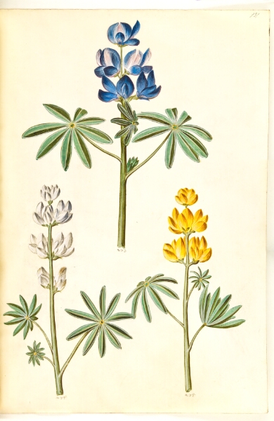 Hans Simon Holtzbecker, Lupinus pilosus (blå lupin); Lupinus albus (hvid lupin); Lupinus luteus (gul lupin)