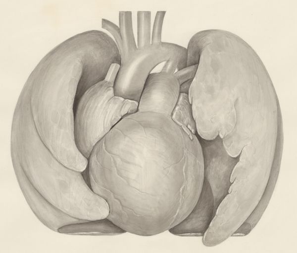 H.G Wetselaar, Heart and adjacent organs