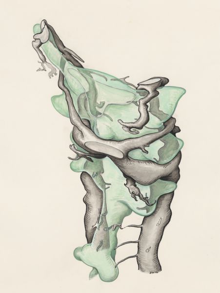 J Wetselaar-Whittaker, Embryonic somites