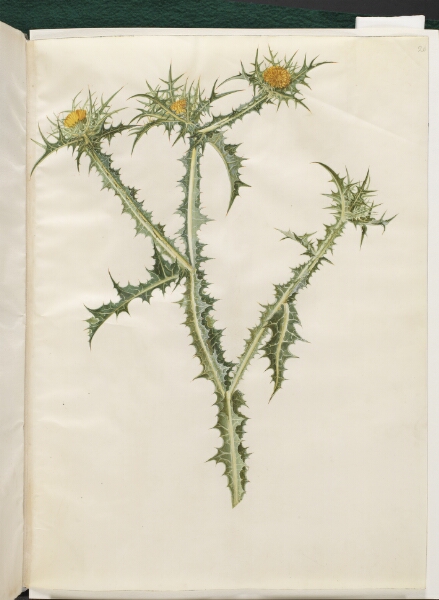 Hans Simon Holtzbecker, Scolymus hispanicus (spansk guldtidsel)