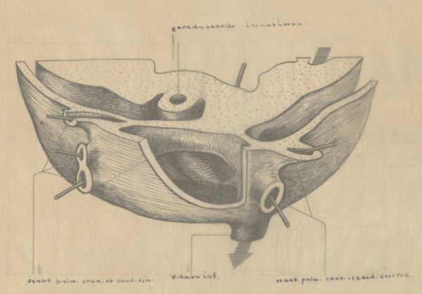 J Tinkelenberg, Embryonic heart