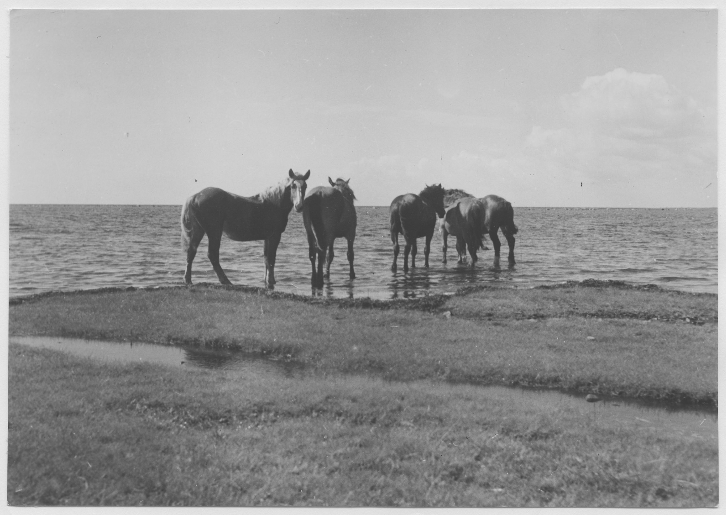 Mårten Sjöbeck, Ölands södra udde, fyren och strandterräng med hästar