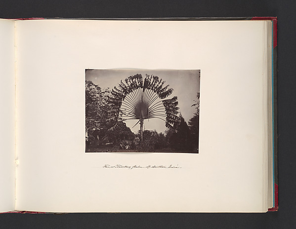 John Thomson, Fan or Traveler Palm of Southern India