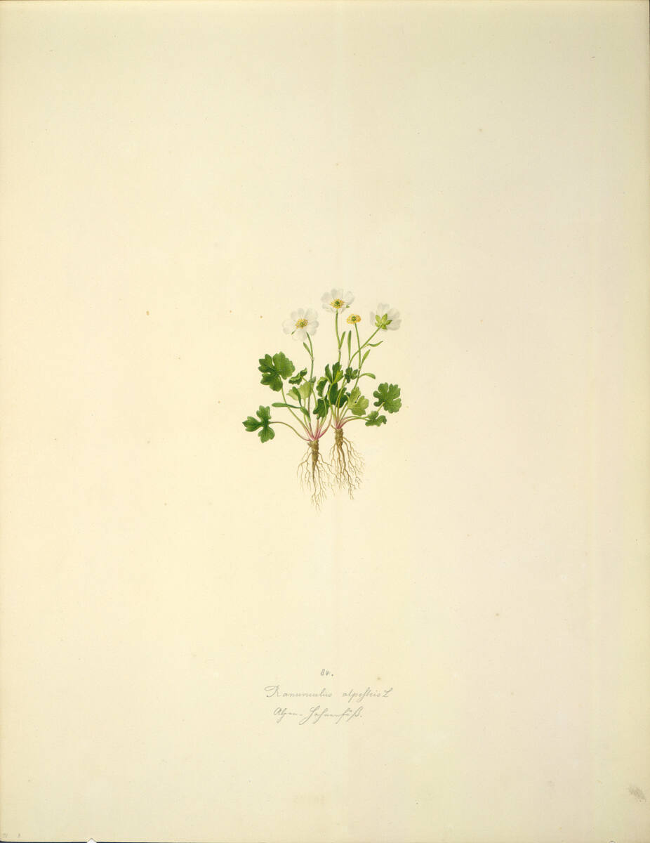 AugustRokert, Ranunculus alpestris L - Alpen-Hahnenfuß