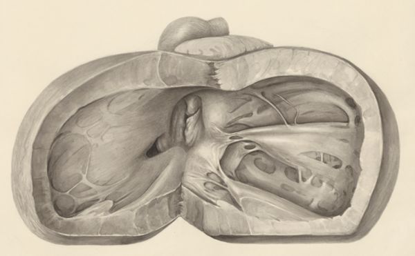 H.G Wetselaar, Heart