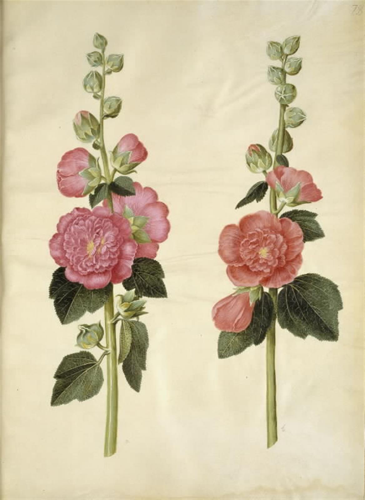 Hans Simon Holtzbecker, Alcea rosea (have-stokrose)