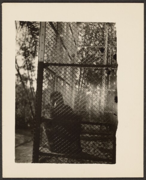 Louis Fleckenstein, [Ape in Cage]