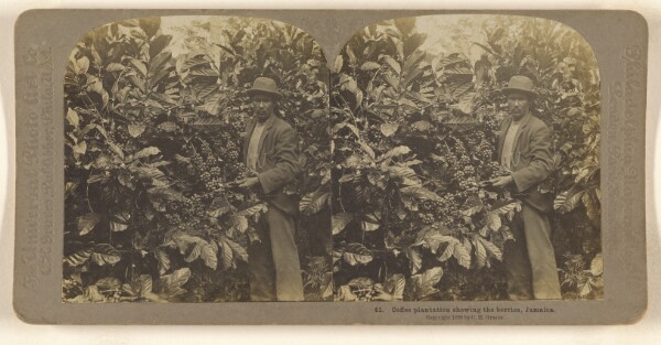 Carleton H. Graves, Coffee plantation showing the berries, Jamaica.