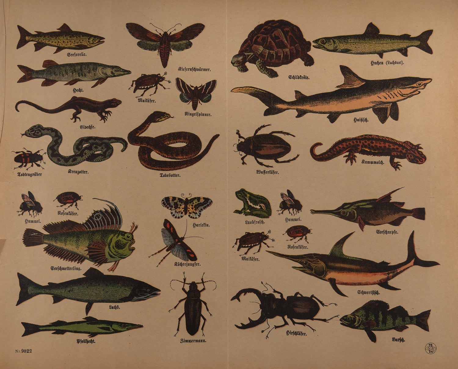 Gustav Kühn (Druckerei und Verlag), Fischen, Reptilien und Insekten (Neuruppiner Bilderbogen Nr. 9822)