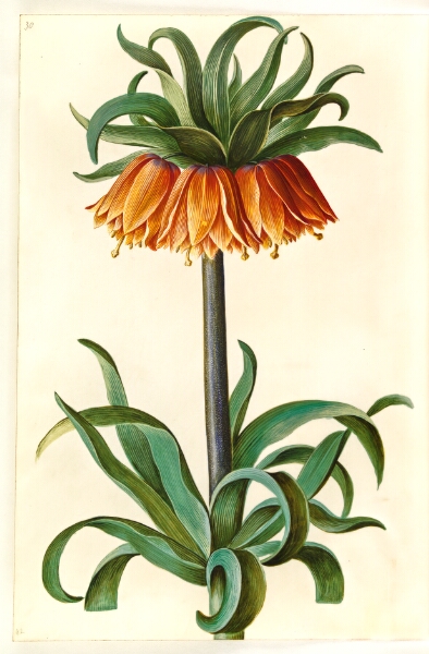 Hans Simon Holtzbecker, Fritillaria imperialis (kejserkrone)