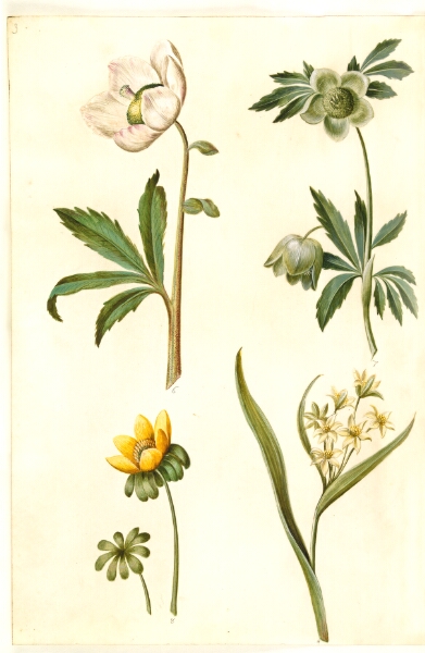 Hans Simon Holtzbecker, Helleborus niger (almindelig julerose); Eranthis hyemalis (have-erantis); Gagea lutea (almindelig guldstjerne)