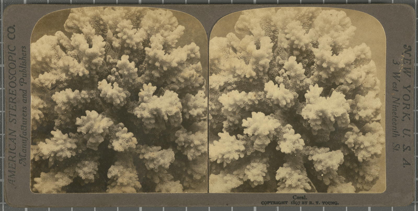 Desconegut, Coral Justification of the title, registered title American Stereoscopic Company