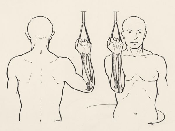 J Wetselaar-Whittaker, Movement of the bones of the male under arm