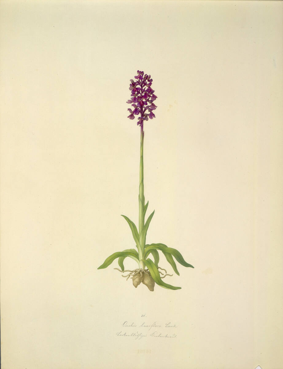 AugustRokert, Orchis laxiflora Lamk. - Lockerblütiges Knabenkraut