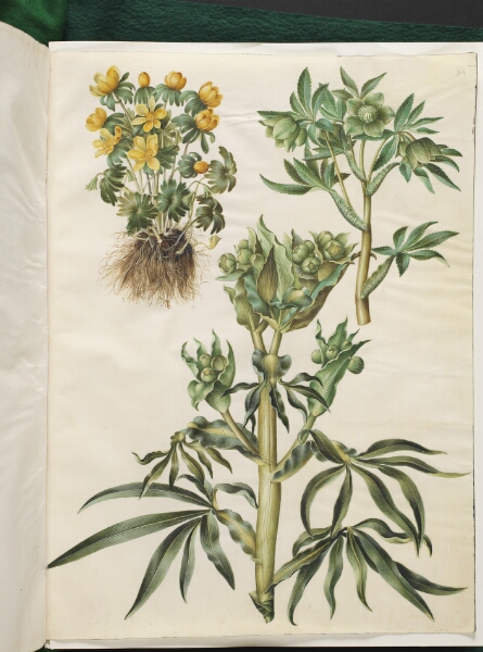 Hans Simon Holtzbecker, Eranthis hyemalis (have-erantis); Helleborus viridis (grøn nyserod); Helleborus foetidus (stinkende nyserod)