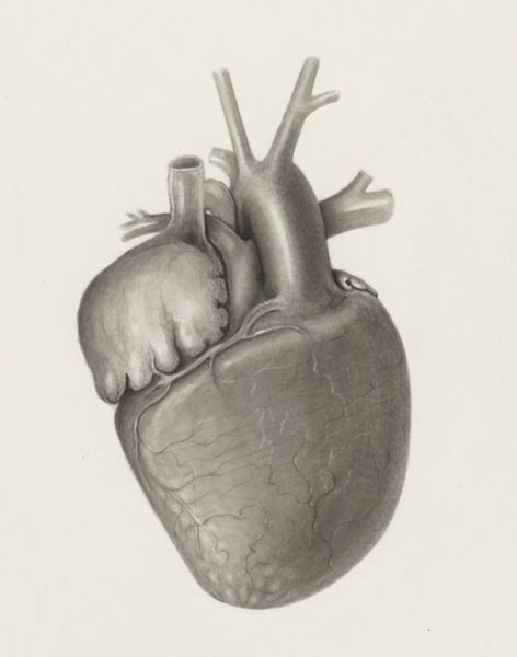 H.G Wetselaar, Heart and adjacent organs