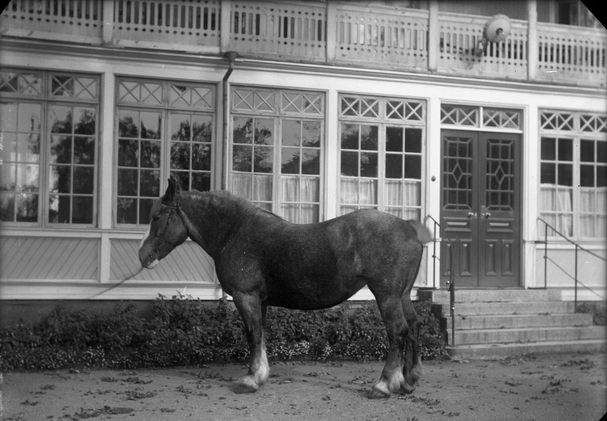 Calla Helena Sundbeck, Horse at Ribbagården, Gränna.